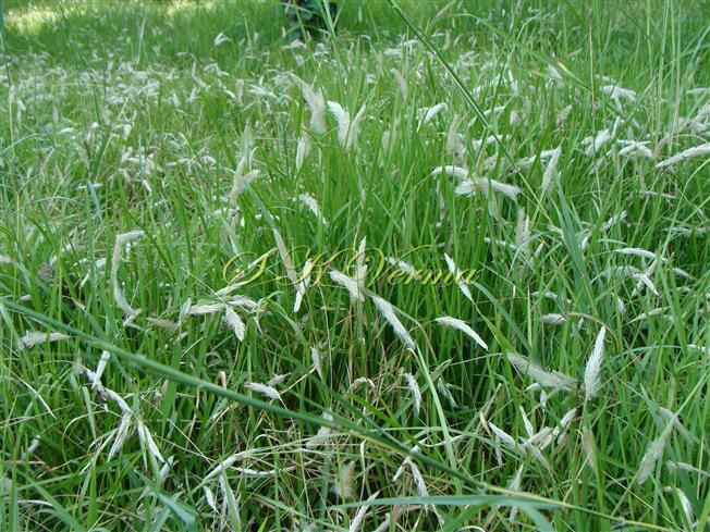  Plants with inflorescences